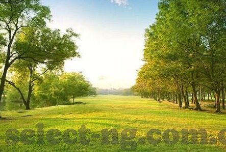 下载即时比分足球-下载即时比分足球App，解锁足球世界的实时脉搏与激情